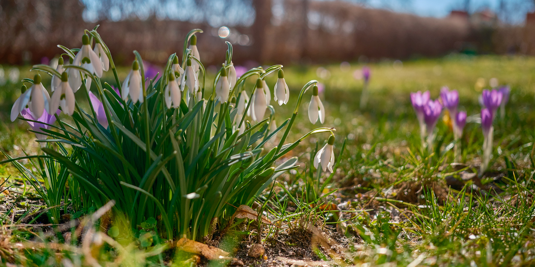Schneeglöckchen - Foto von Sebastian Franke (c) + (p) 2026